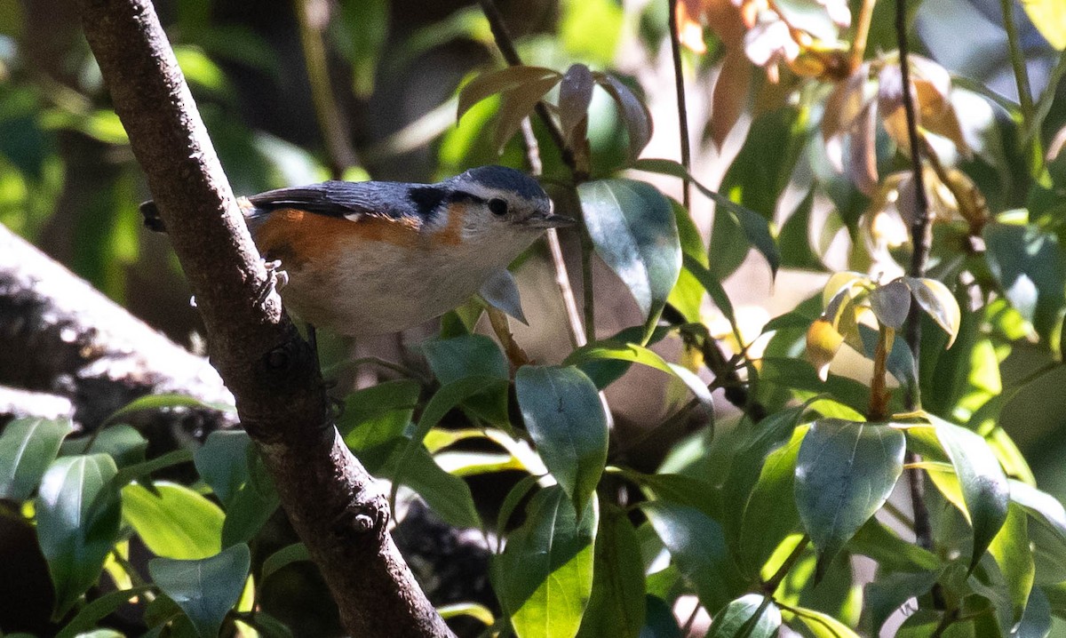 White-browed Nuthatch - ML214817091
