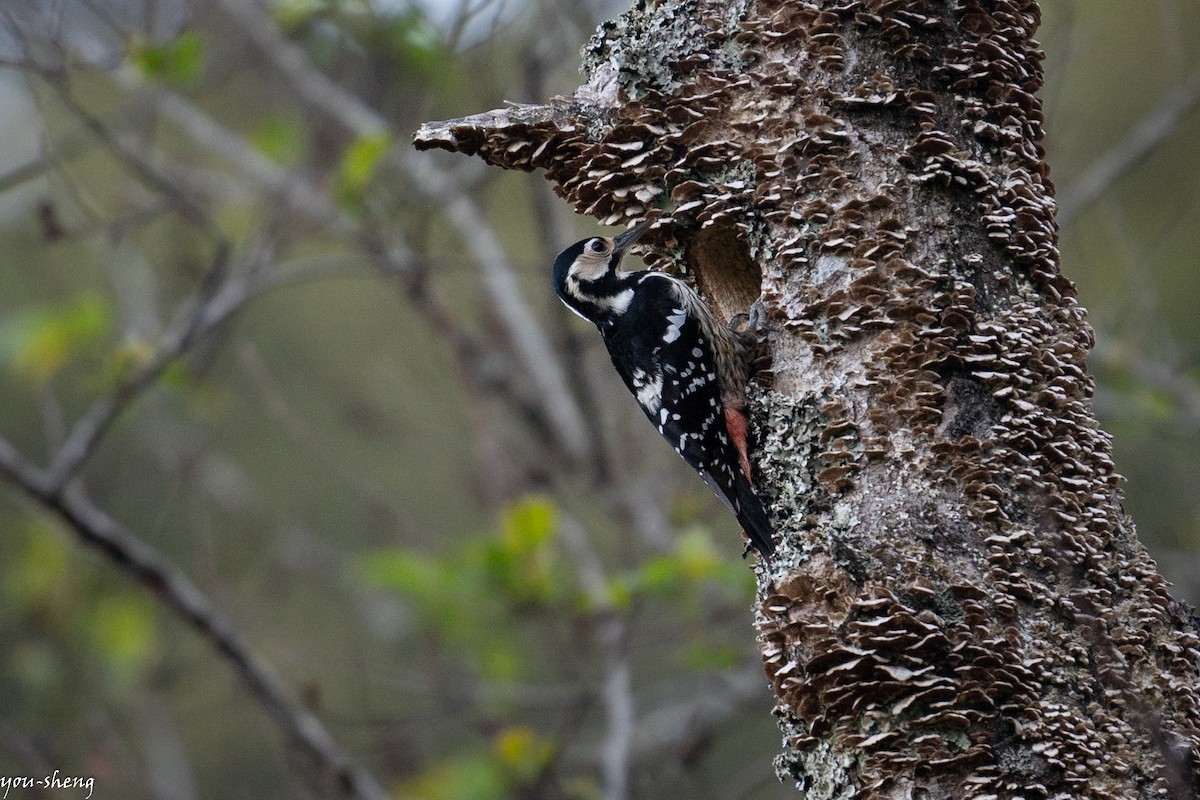 White-backed Woodpecker - You-Sheng Lin