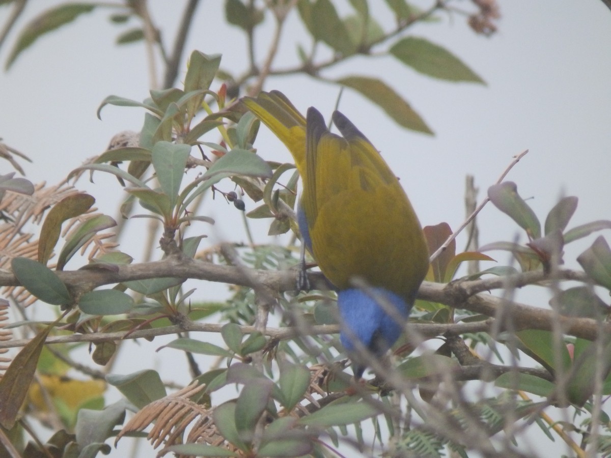 Blue-capped Tanager - ML214820141