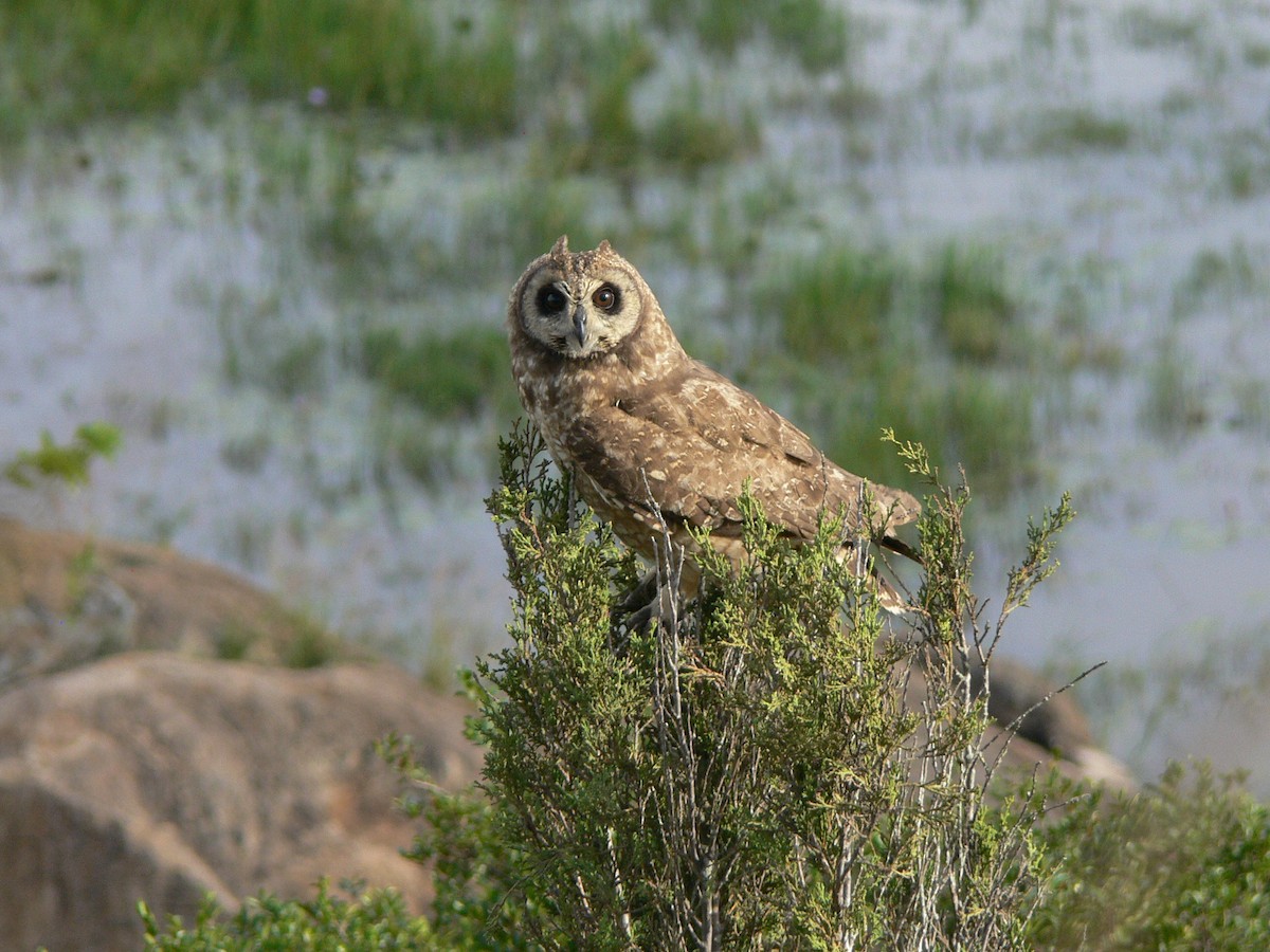 Marsh Owl - Tony King