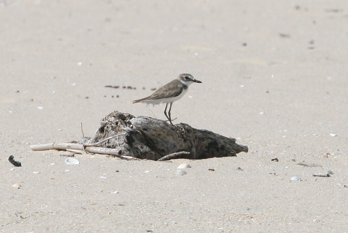 Greater Sand-Plover - Tony King
