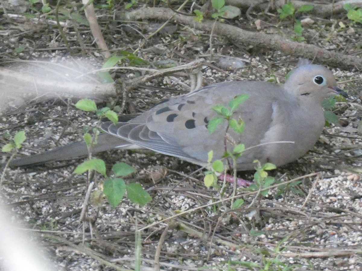 eBird Checklist - 9 Mar 2020 - Audubon Corkscrew Swamp Sanctuary - 28 ...