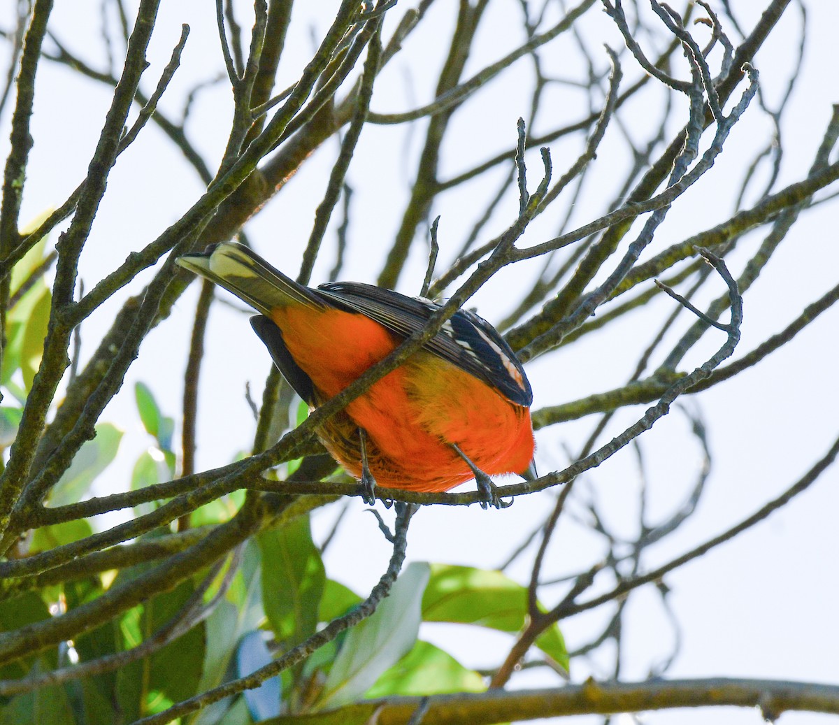 Flame-colored Tanager - ML214824921