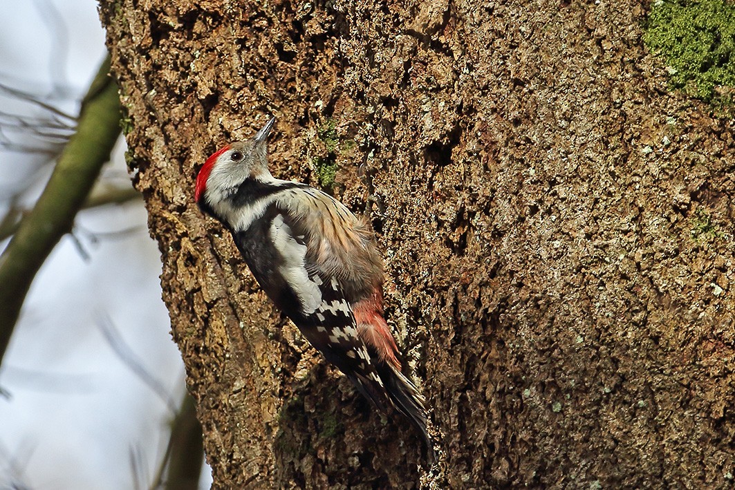 Middle Spotted Woodpecker - ML214827371