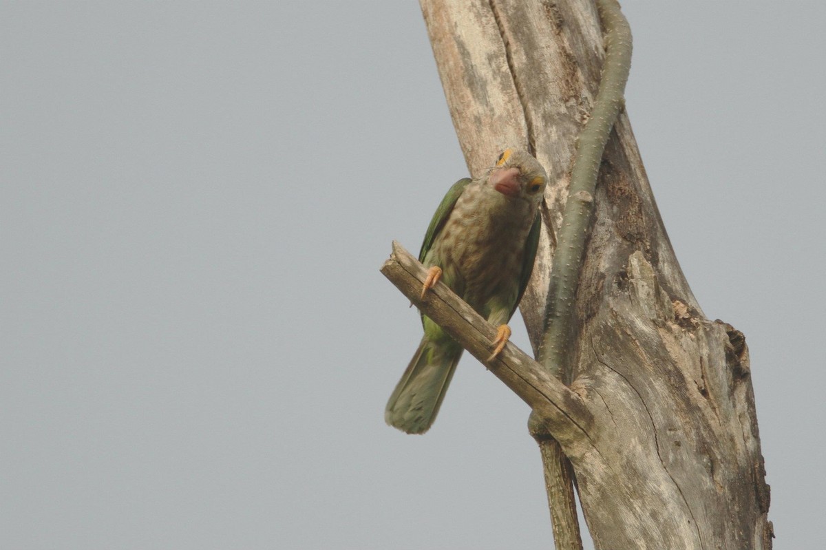 Lineated Barbet - Ting-Wei (廷維) HUNG (洪)