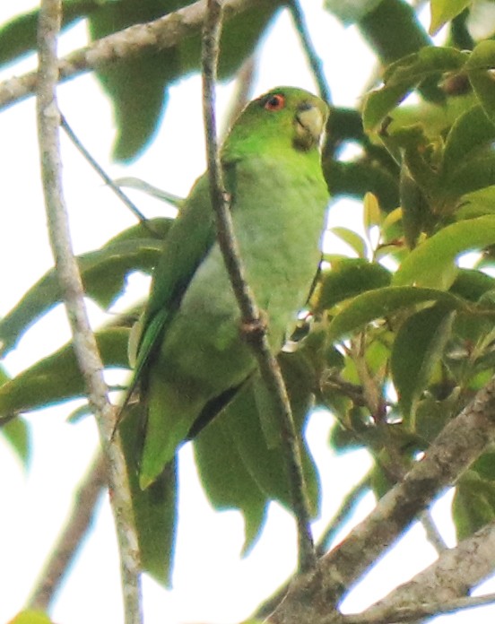 Brown-backed Parrotlet - ML214829071