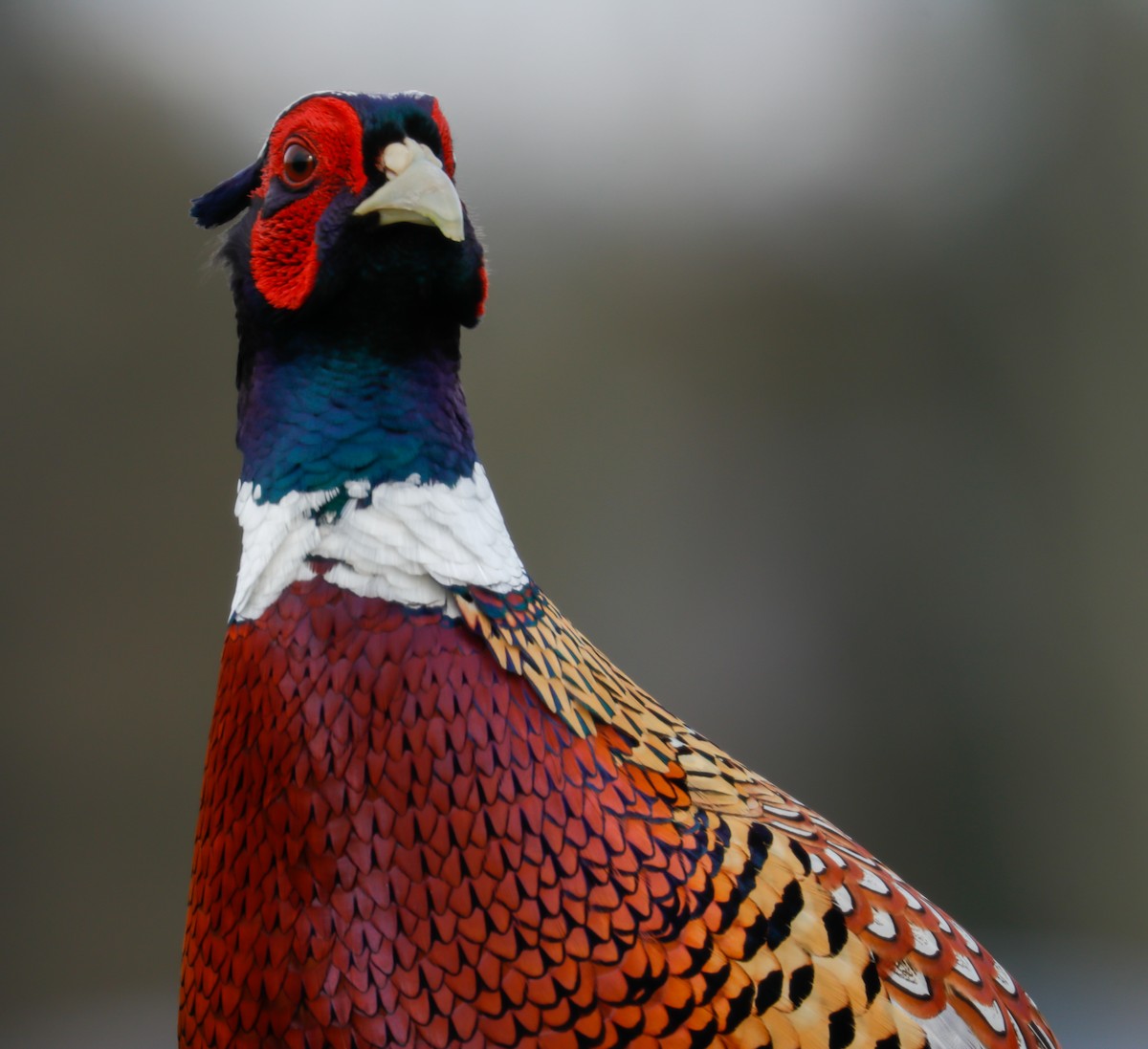 Ring-necked Pheasant - Joey McCracken