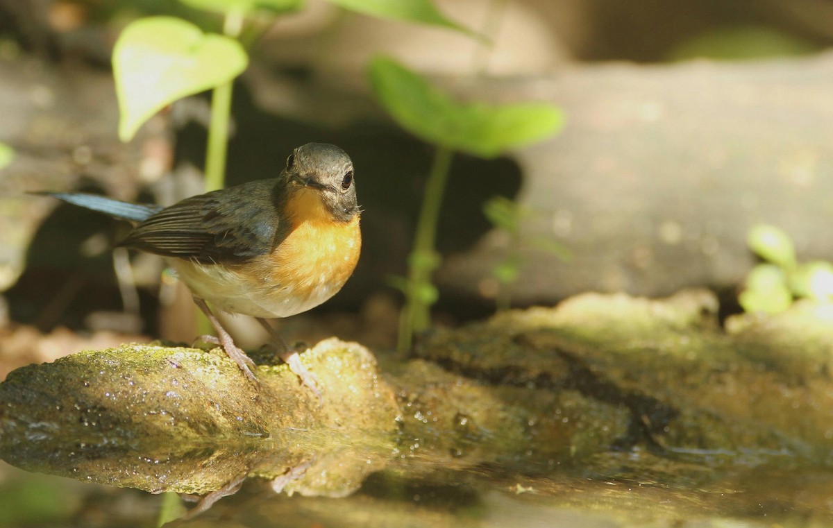 Indochinese Blue Flycatcher - Ting-Wei (廷維) HUNG (洪)