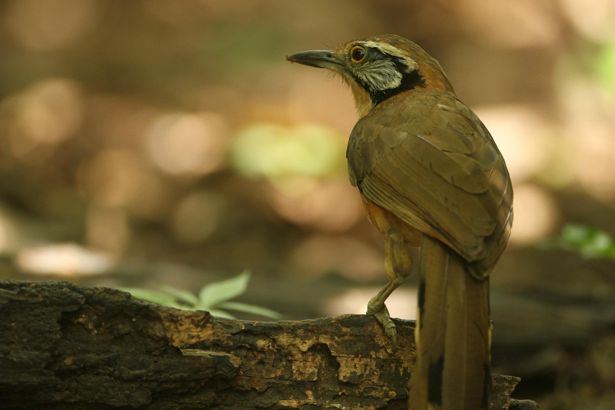 Greater Necklaced Laughingthrush - ML21483021