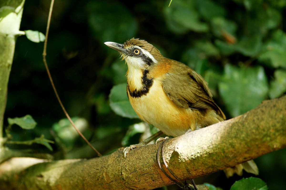 Lesser Necklaced Laughingthrush - ML21483031