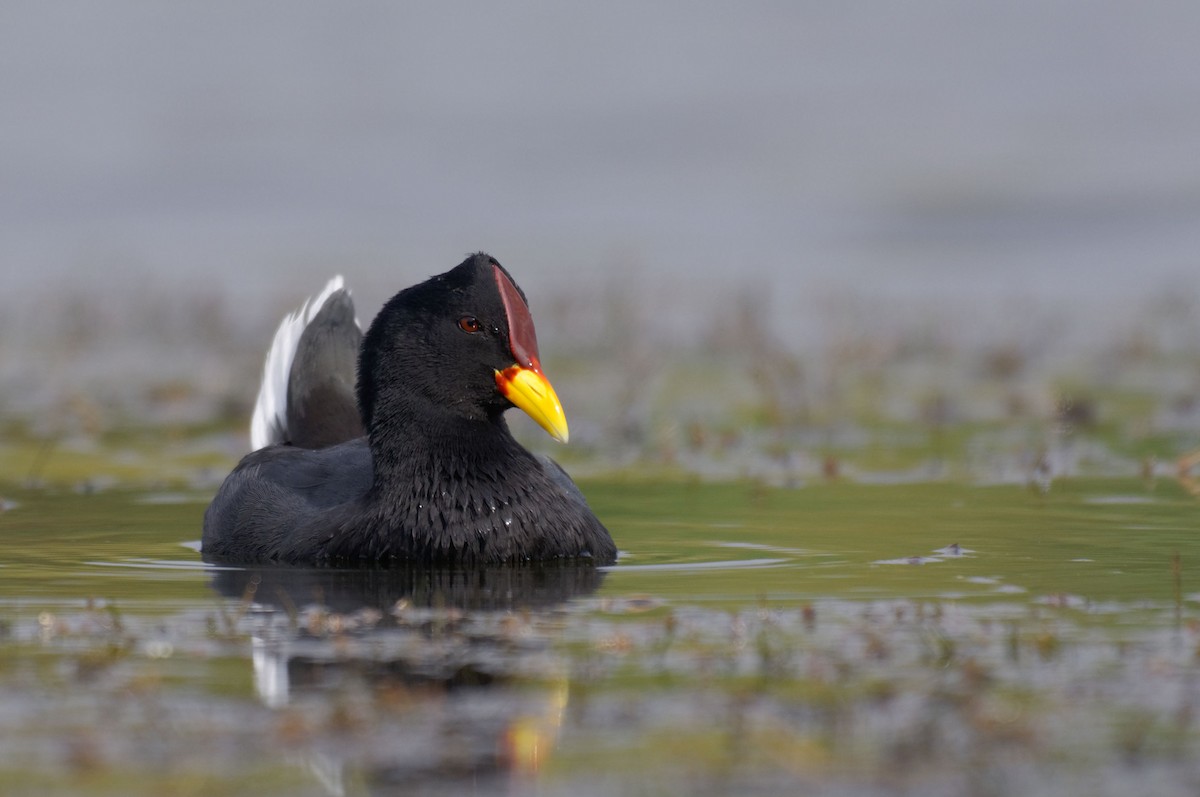Red-fronted Coot - Etienne Artigau🦩