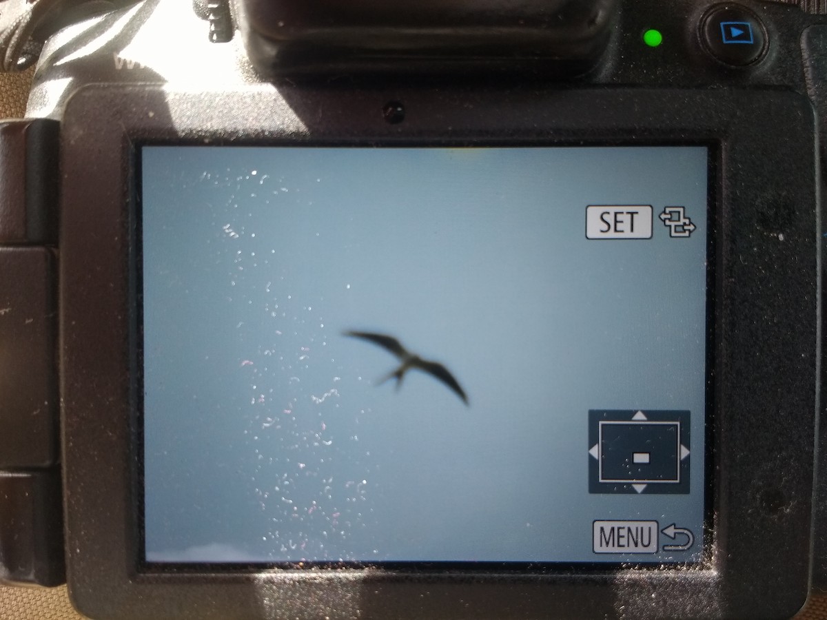 Swallow-tailed Kite - Judd Carlisle