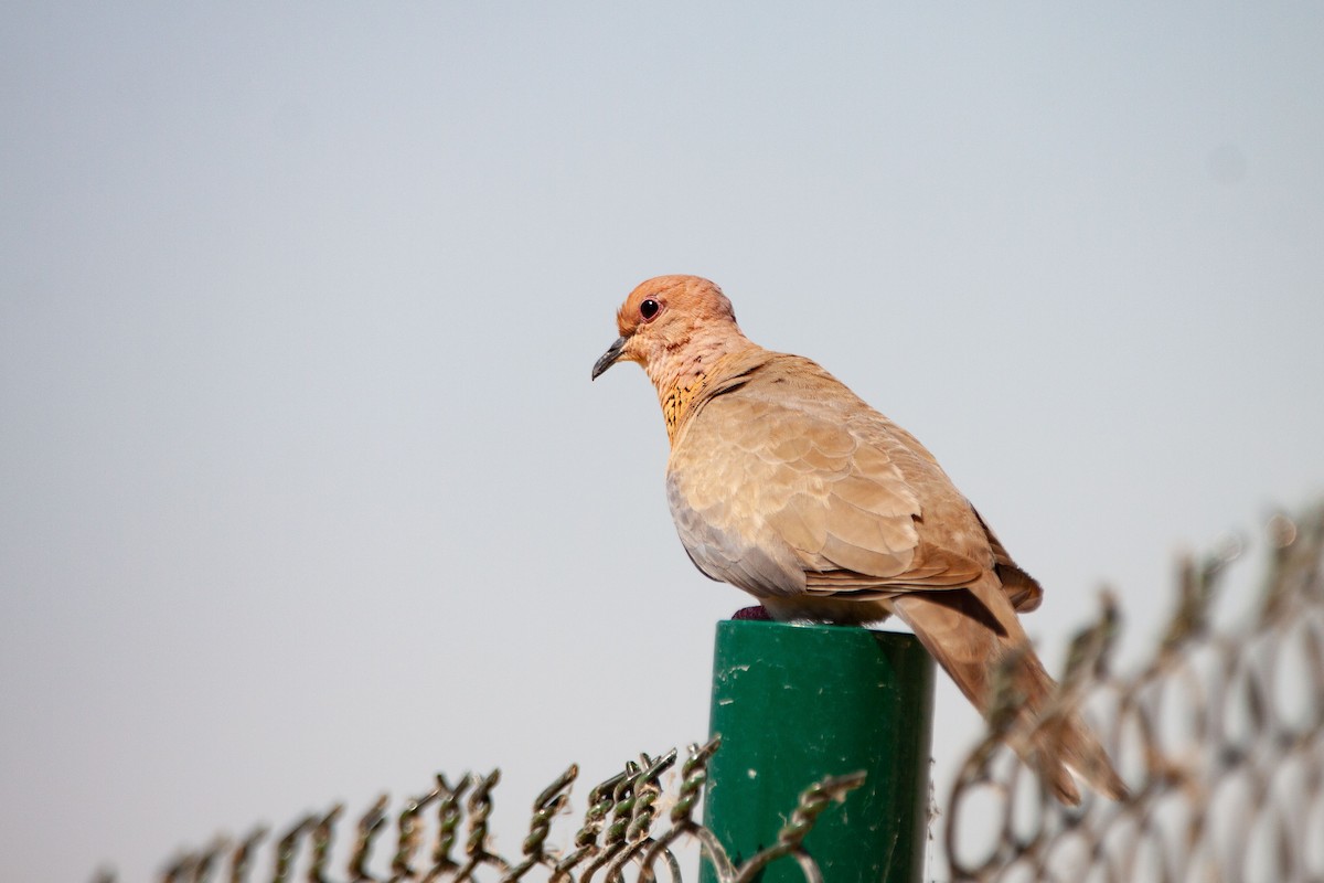 Laughing Dove - ML214841841