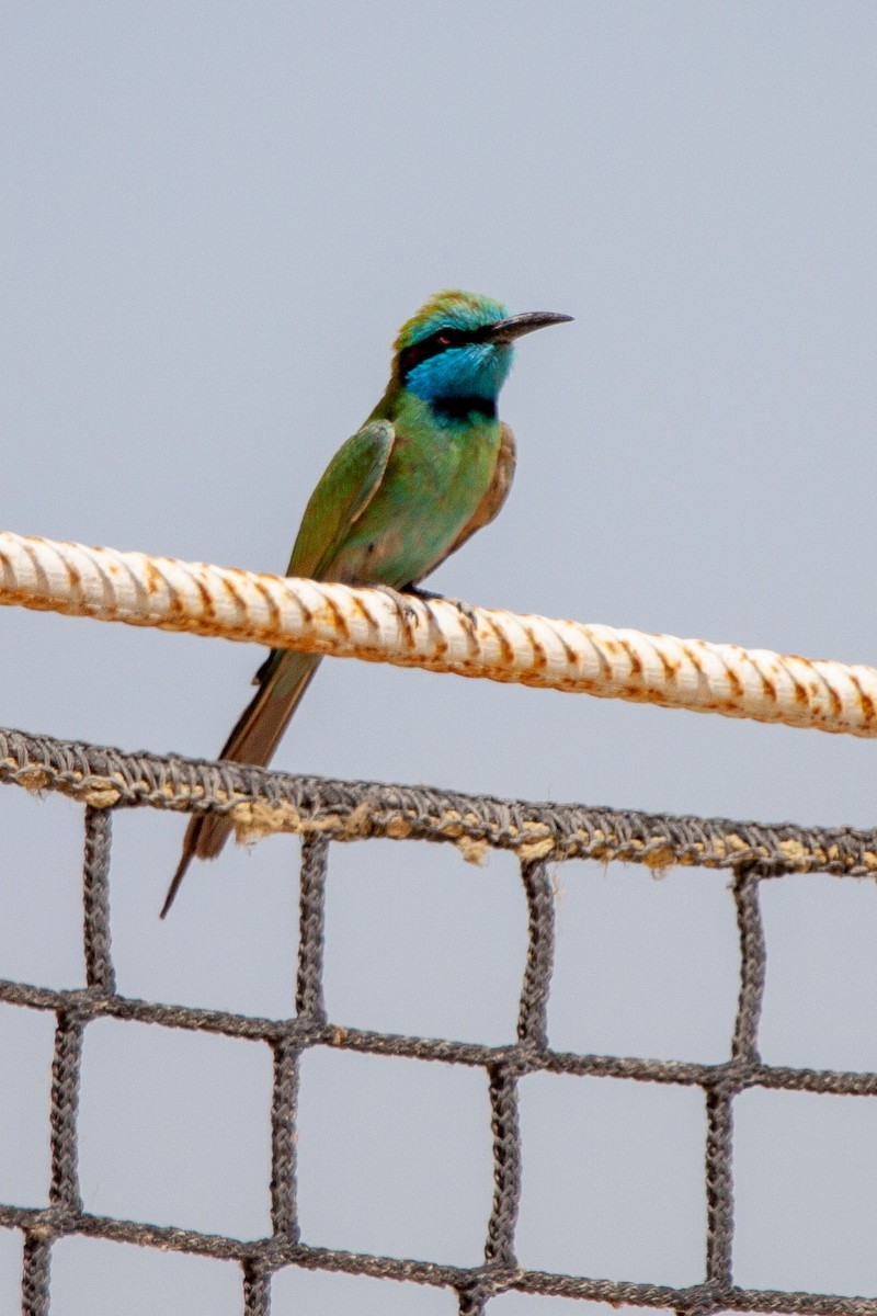 Arabian Green Bee-eater - ML214842181