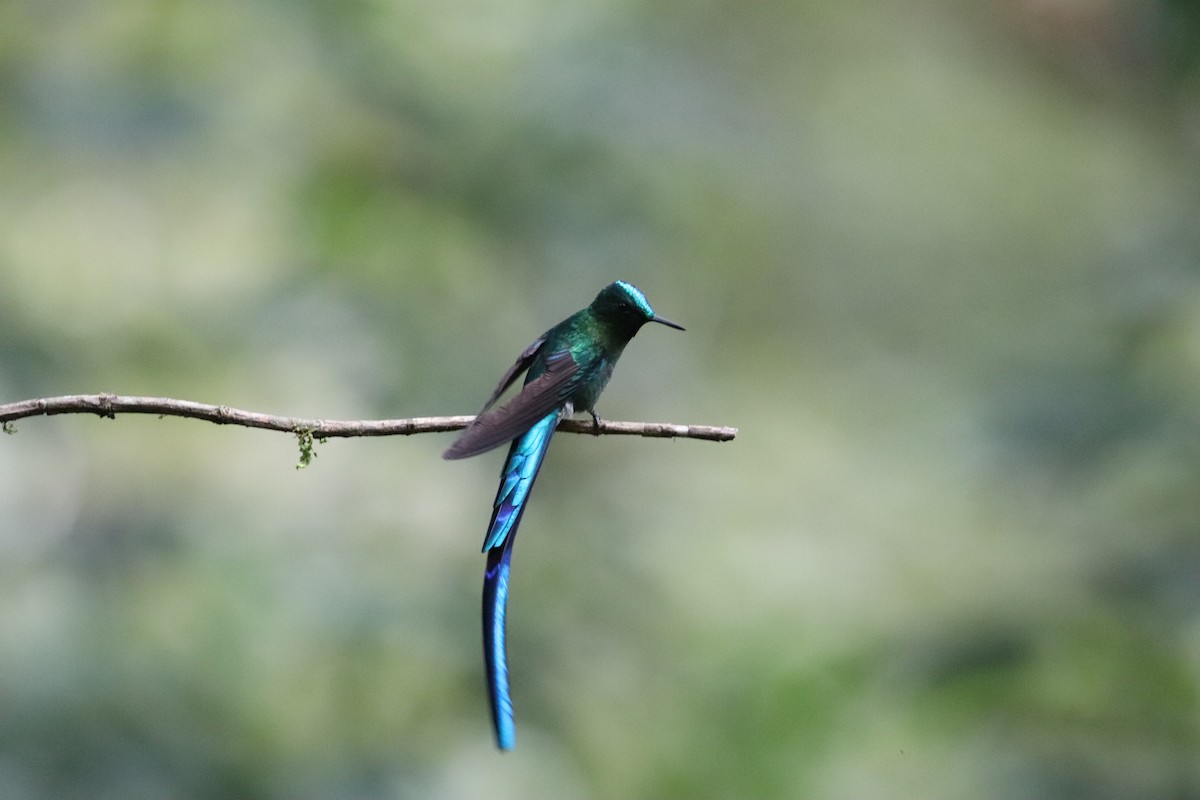 Long-tailed Sylph - Nick  Lund