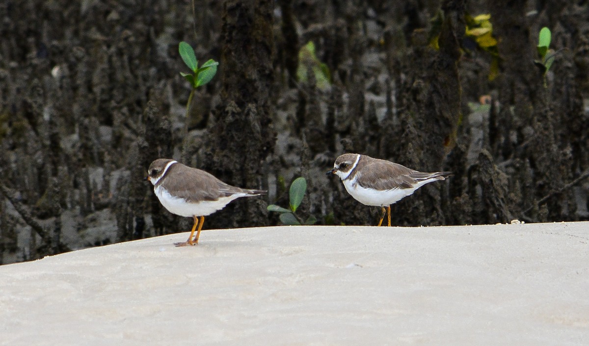 Semipalmated Plover - ML21484571