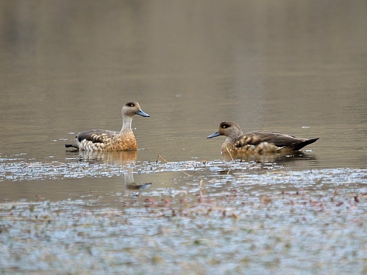 Crested Duck - ML214846711
