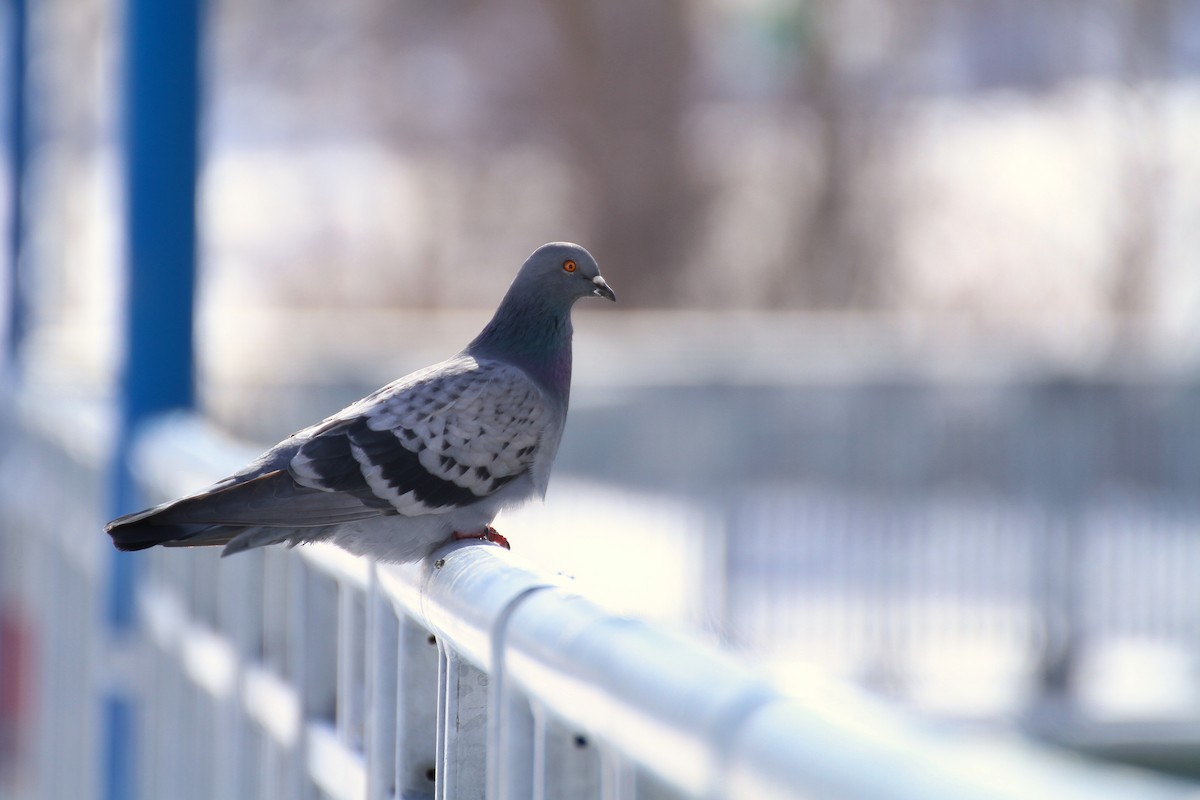 Rock Pigeon (Feral Pigeon) - ML214853931