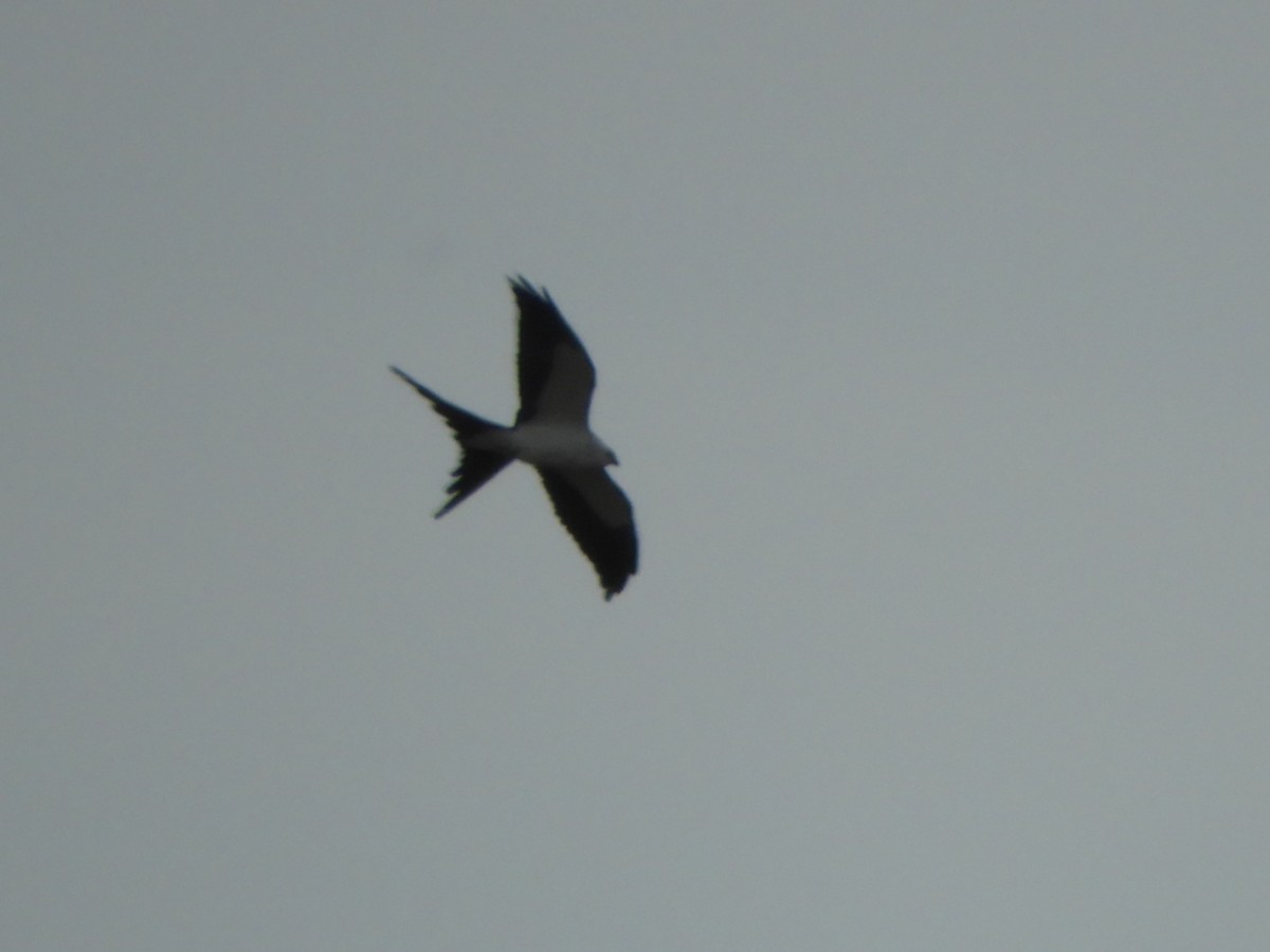 Swallow-tailed Kite - Brian Vigorito