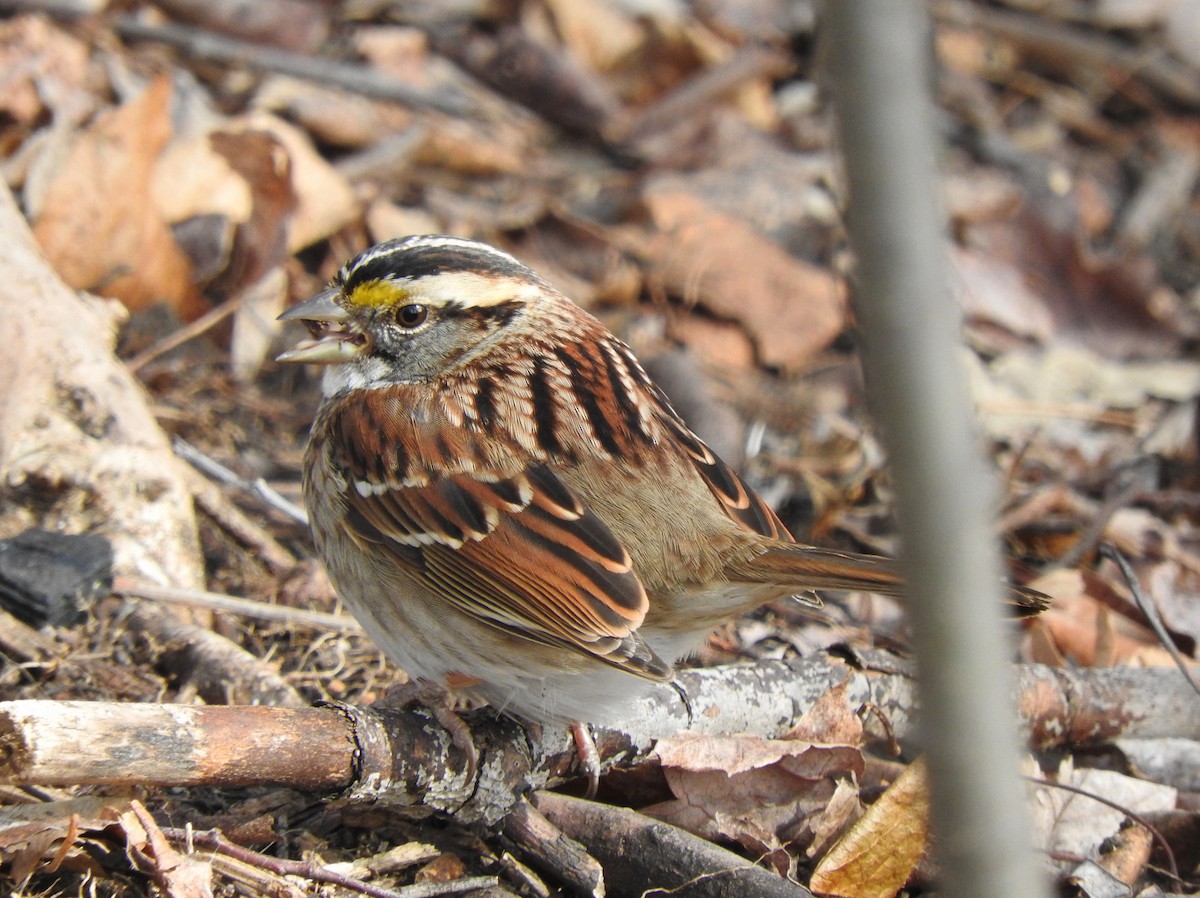White-throated Sparrow - Cristina Hartshorn
