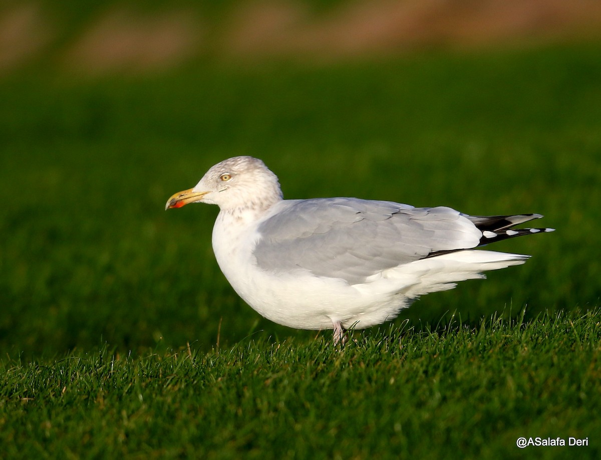 Herring Gull (European) - ML214860091