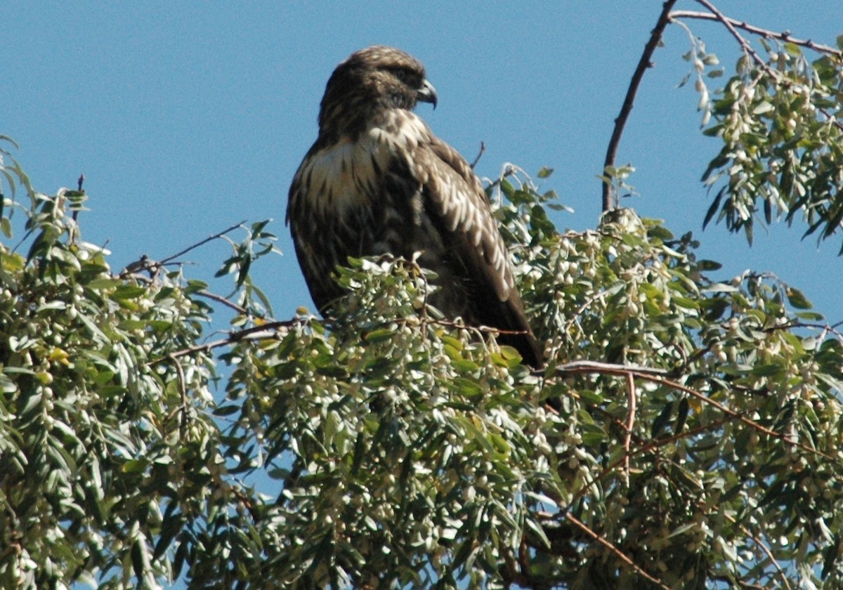 Red-tailed Hawk - David Wheeler