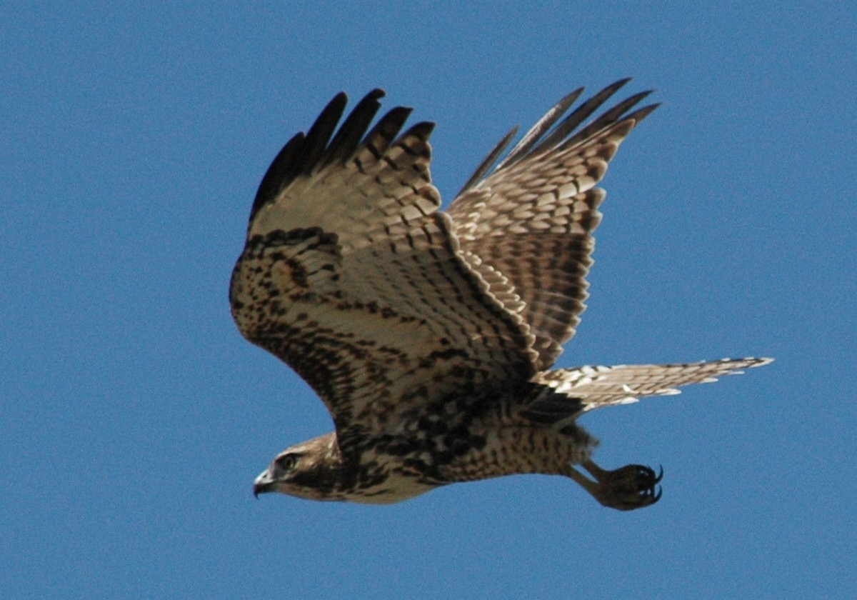 Red-tailed Hawk - David Wheeler