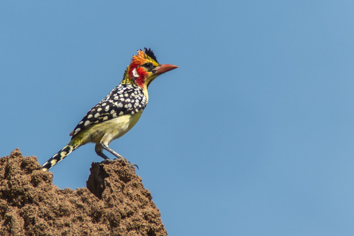 Red-and-yellow Barbet - ML214880741