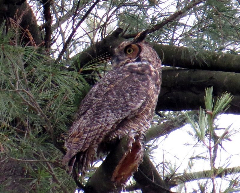 Great Horned Owl - ML21488081