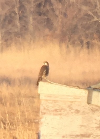 Peregrine Falcon (Tundra) - Rick Heil