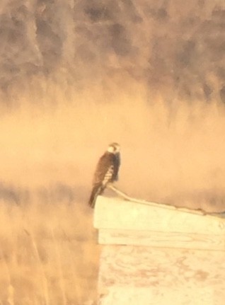 Peregrine Falcon (Tundra) - Rick Heil