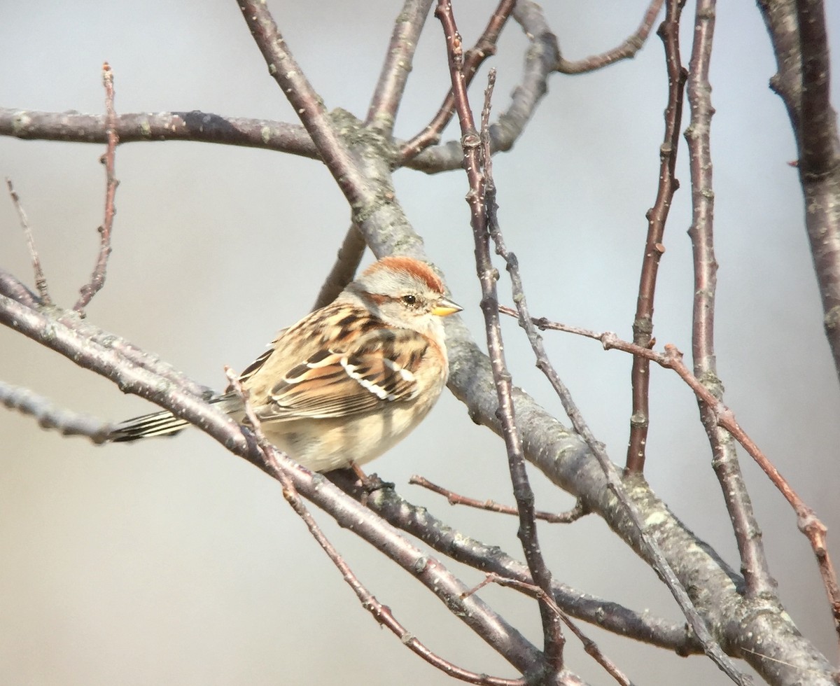 American Tree Sparrow - ML214881361