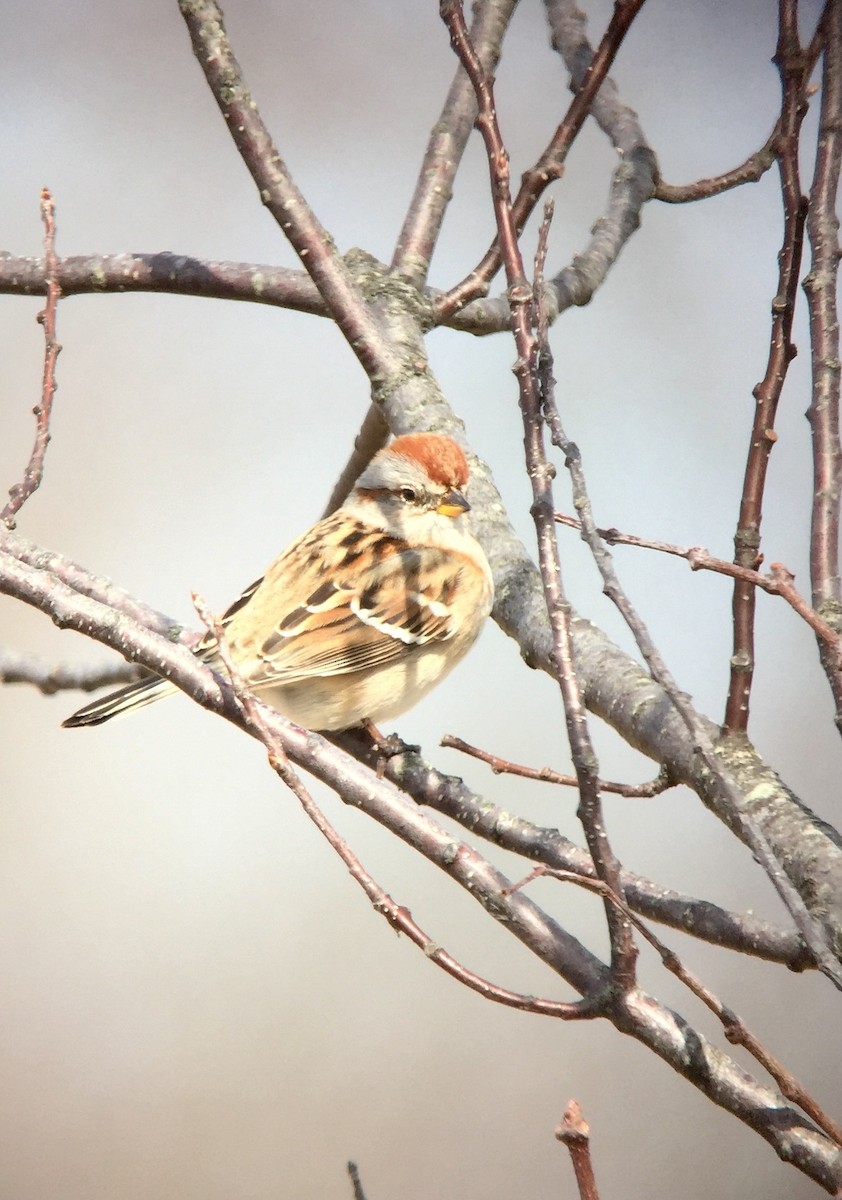 American Tree Sparrow - ML214881371