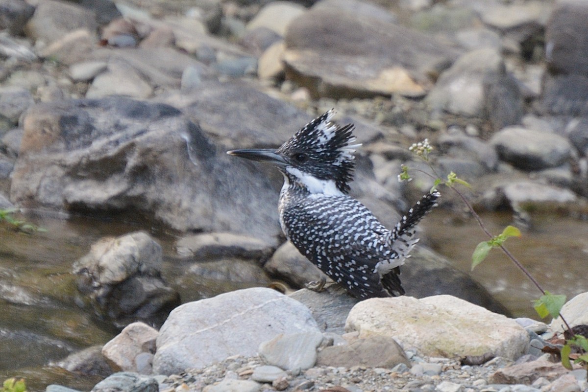 Crested Kingfisher - Henry Cook