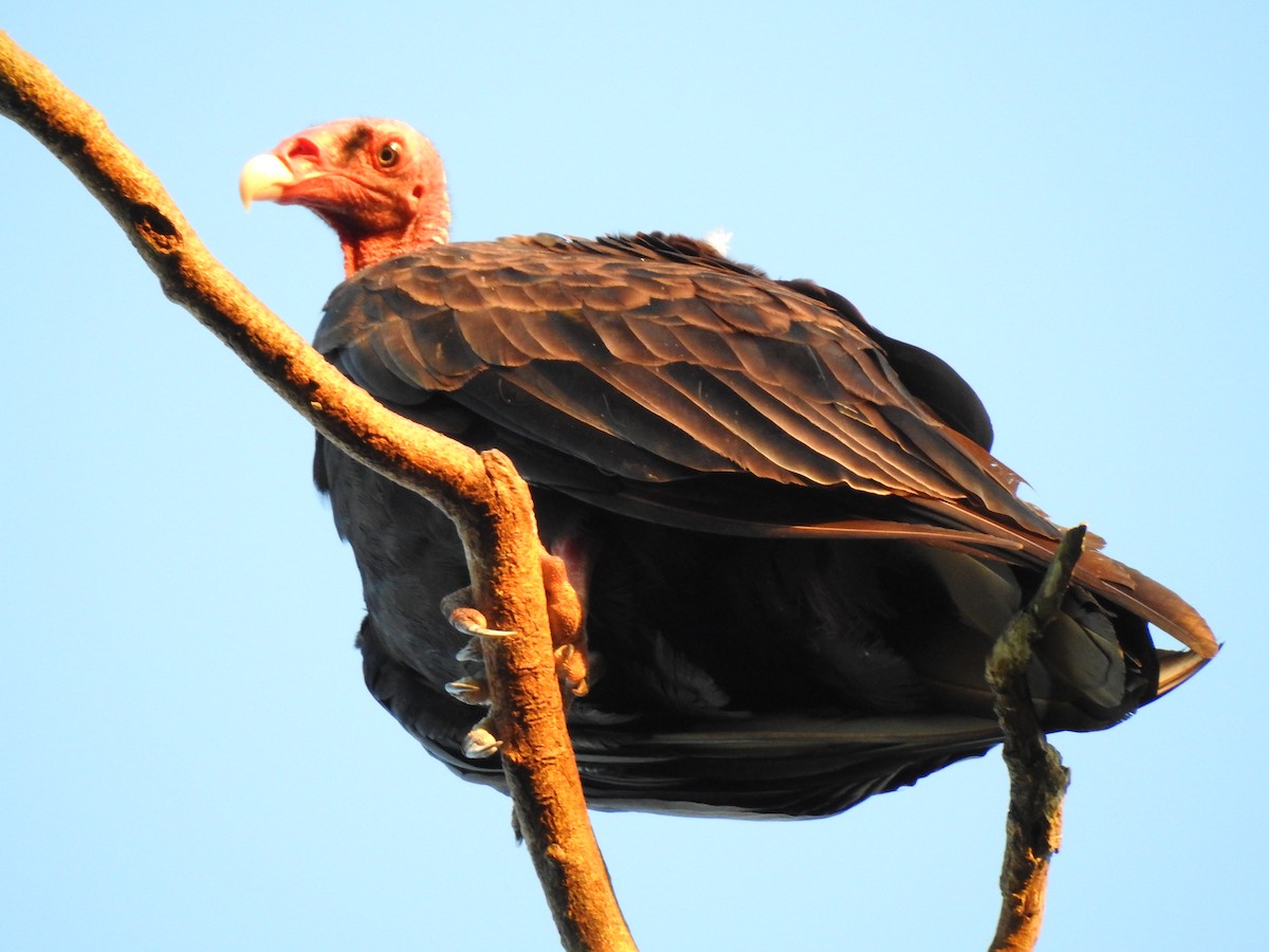 Turkey Vulture - JESSICA ARRIGORRIA