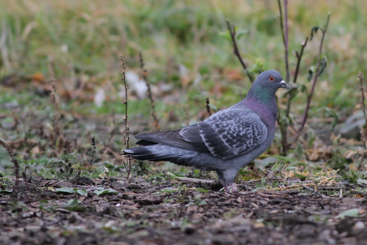 Rock Pigeon (Feral Pigeon) - ML21488471