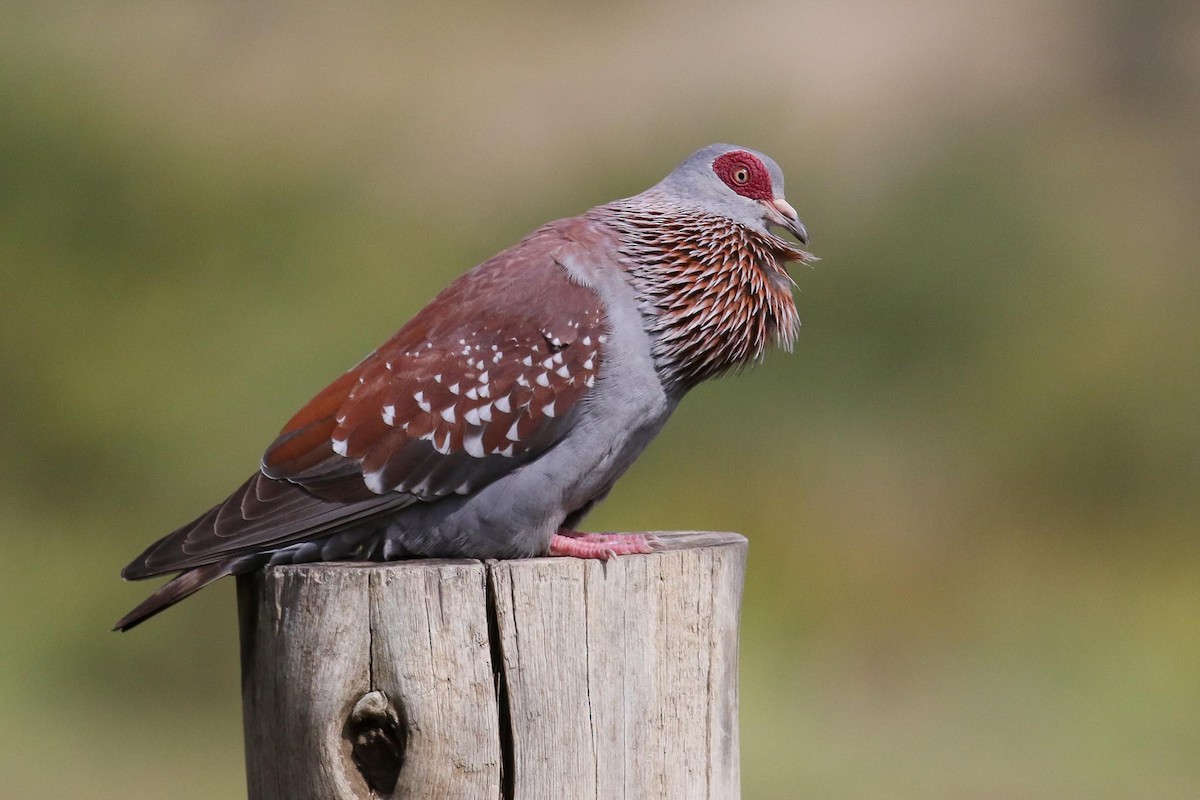 Speckled Pigeon - ML214888451