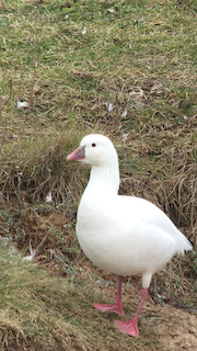 Ross's Goose, ML21488901