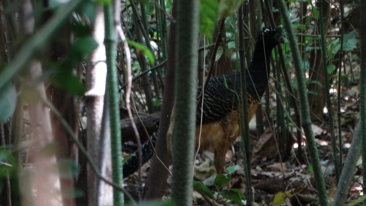 Bare-faced Curassow - ML214890301