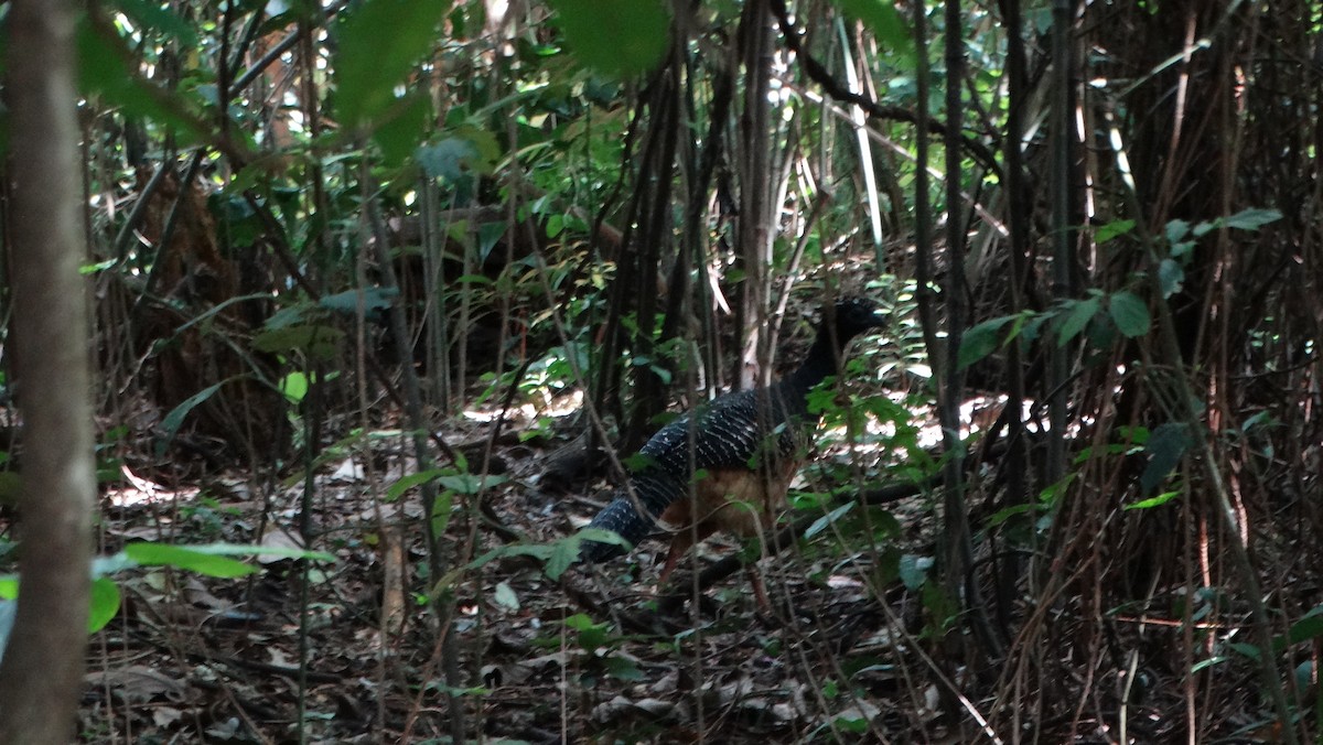 Bare-faced Curassow - ML214890311