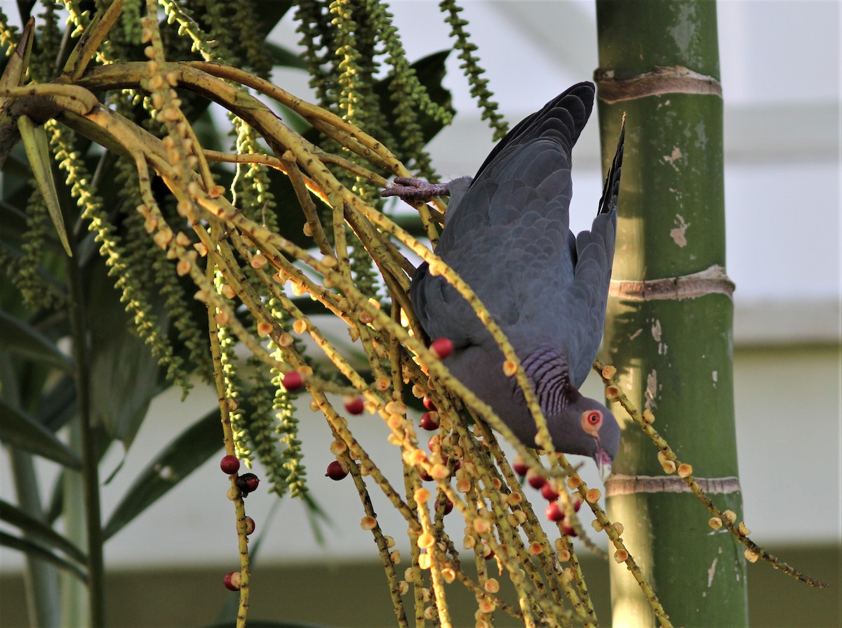 Scaly-naped Pigeon - ML214892211