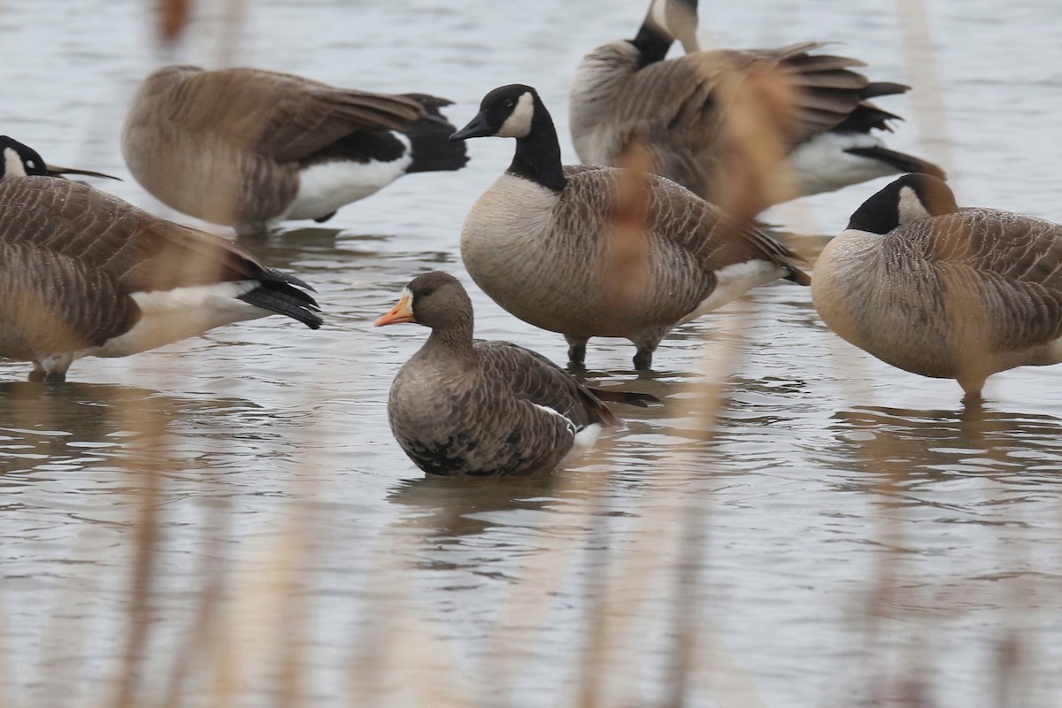 Greater White-fronted Goose - Ron Sempier