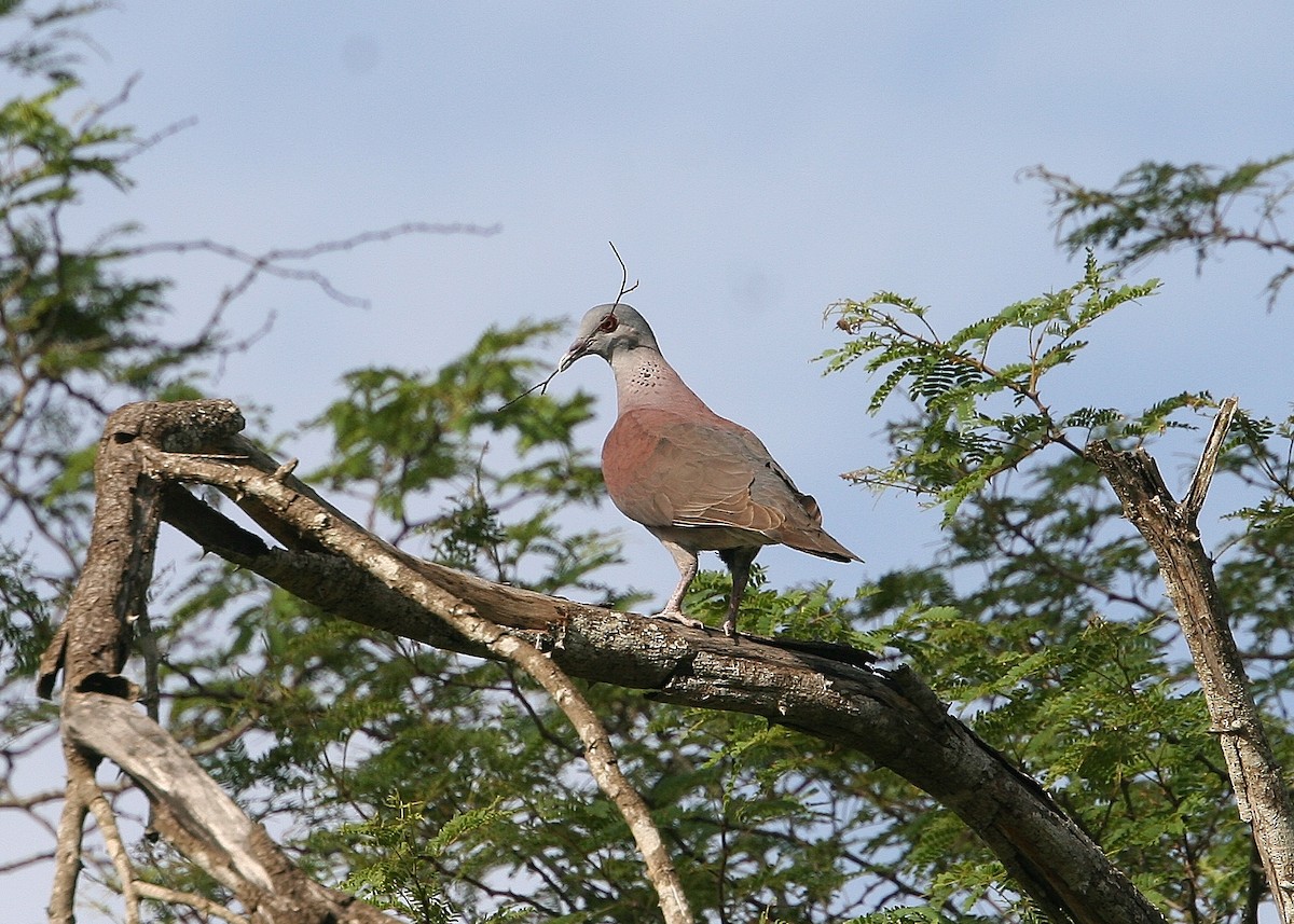 Malagasy Turtle-Dove - ML214894361