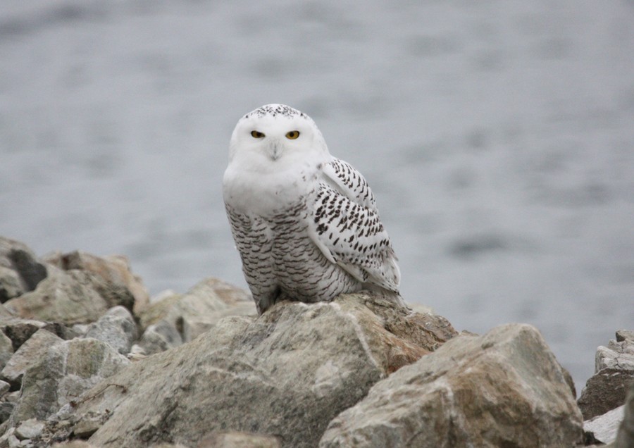 Snowy Owl - ML21489441