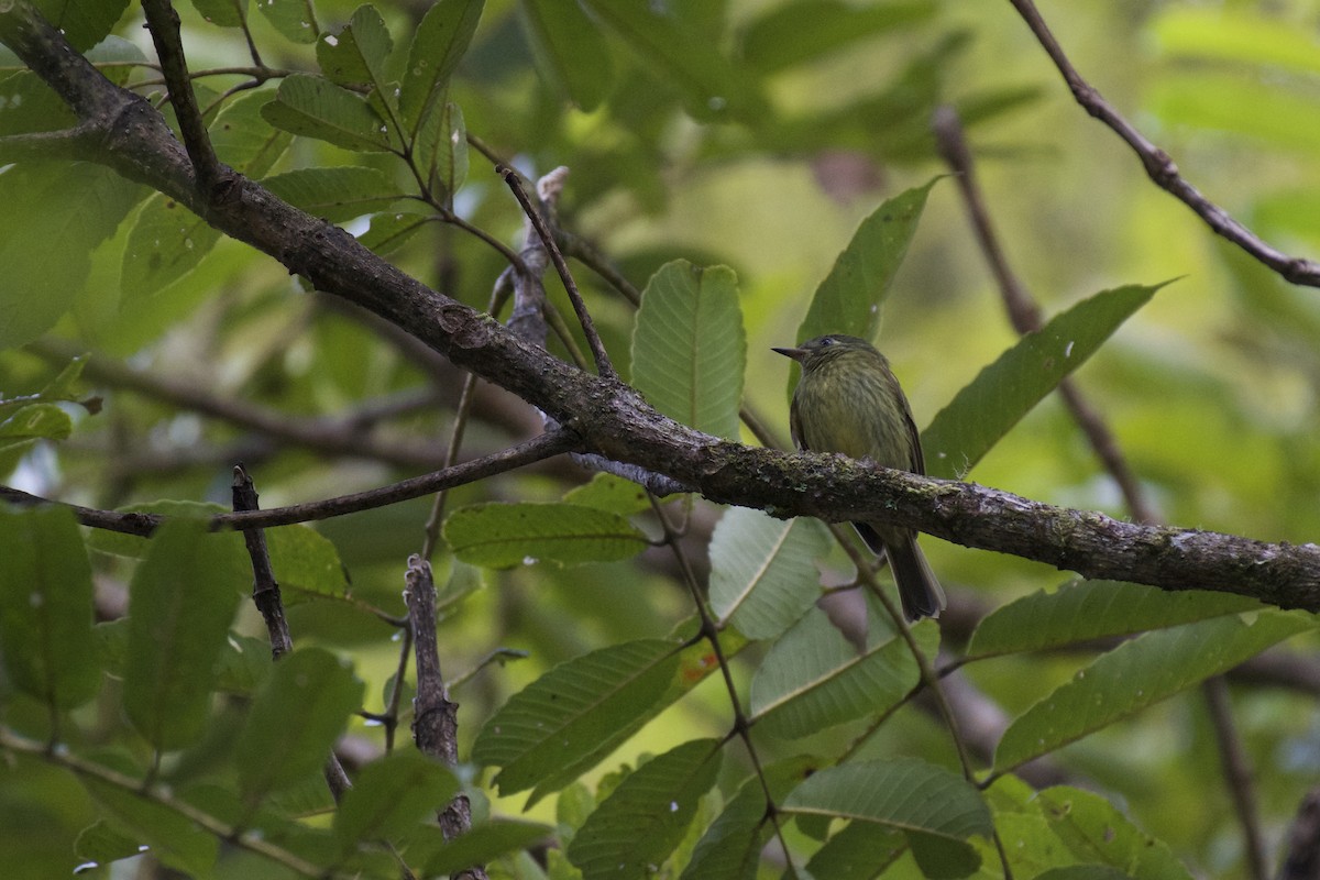 Olive-streaked Flycatcher - Josiah Verbrugge