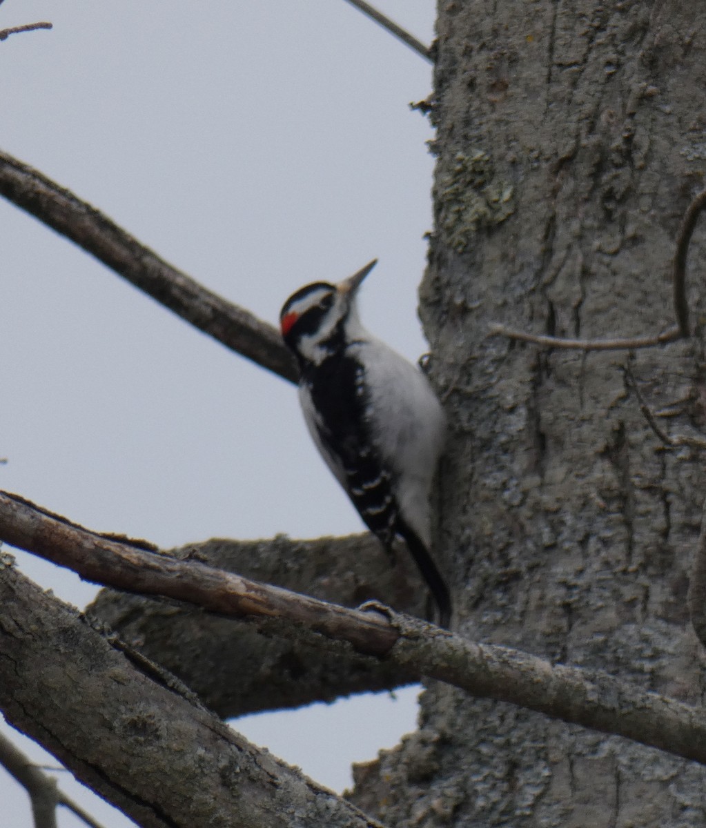 Hairy Woodpecker - ML214901101