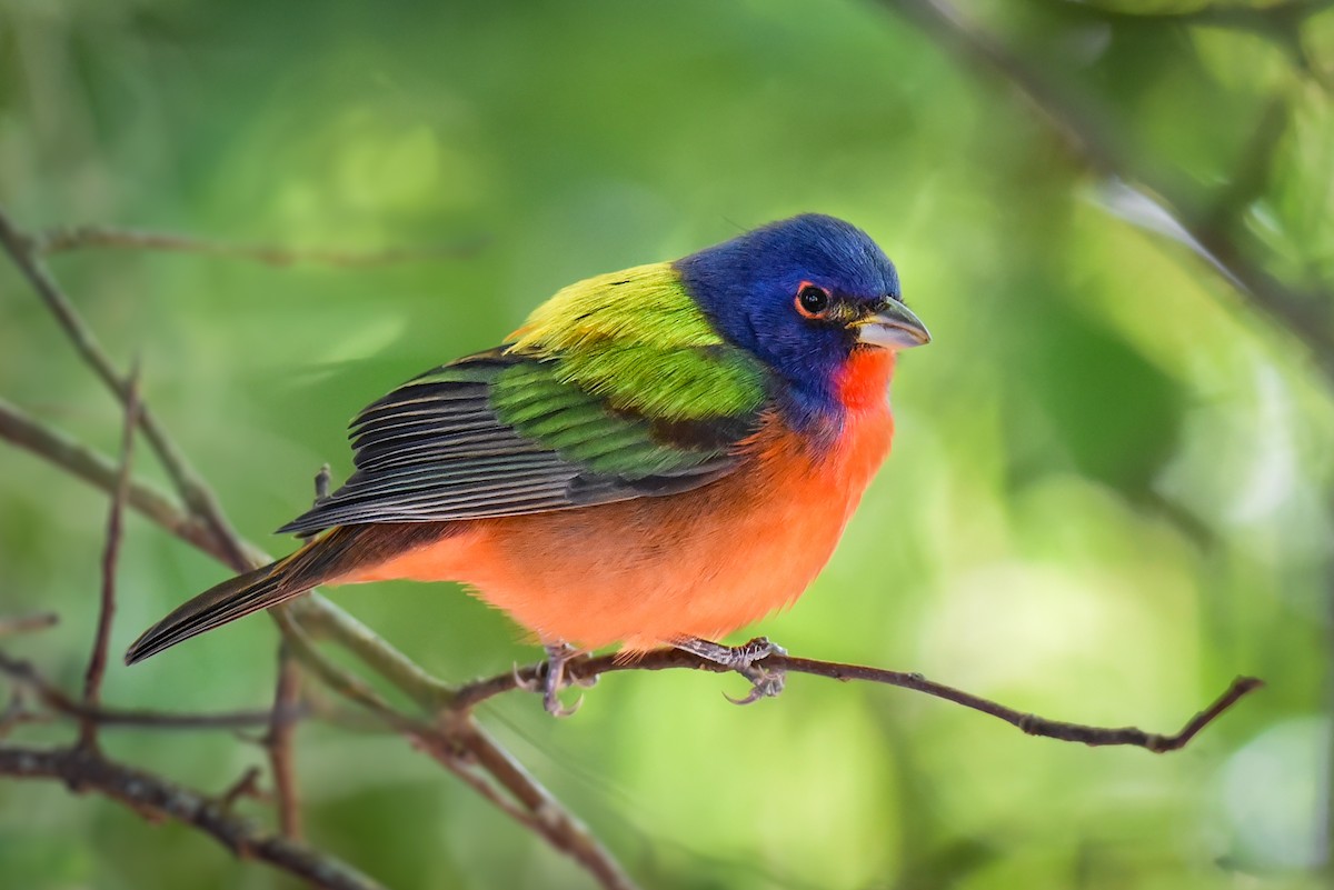 Painted Bunting - ML214901291