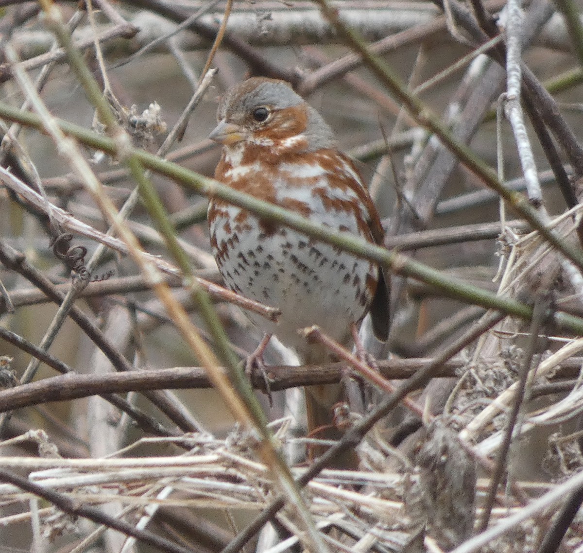Fox Sparrow (Red) - ML214907961