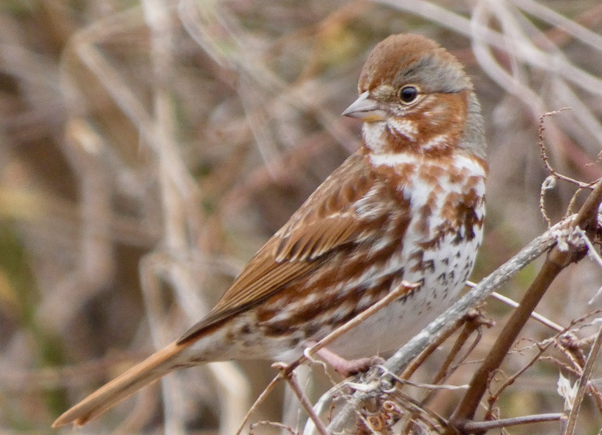 Fox Sparrow (Red) - ML214908081
