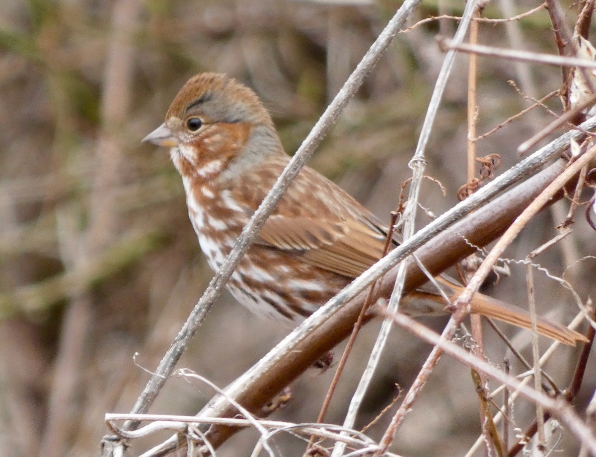 Fox Sparrow (Red) - ML214908101